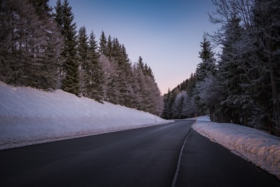 白天白雪覆盖的松树之间的公路